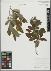 Foto von Salix appendiculata Vill.